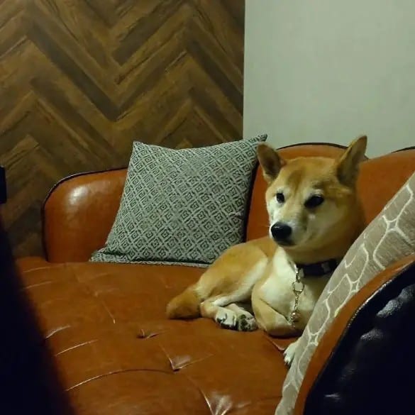  “お触りし放題、吸い放題”の卯月ちゃん