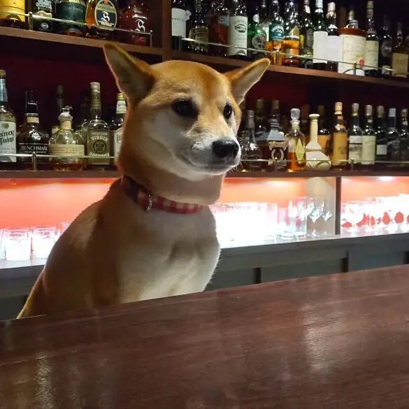 柴犬が接客してくれるバーが“癒し空間”すぎる…!オーナー兼飼い主を取材「タバコは吸えませんが“柴吸い”できます」