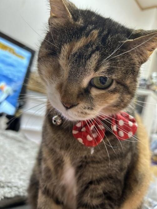 ゆこくまさん　銀ちゃん