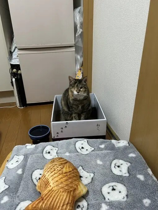  歌番組を見ていた時の「私、捨てられましたごっこ」