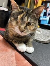 野良猫と仲良くなったら家まで着いてきた！→家族に迎えるとすぐ“甘えん坊”に。目の手術を乗り越えて