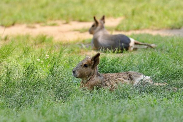  マーラ　※イメージです