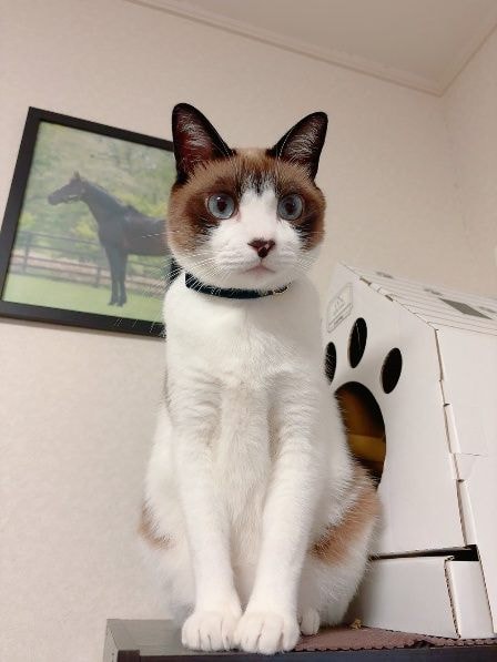  シャム系猫のぽんちゃん