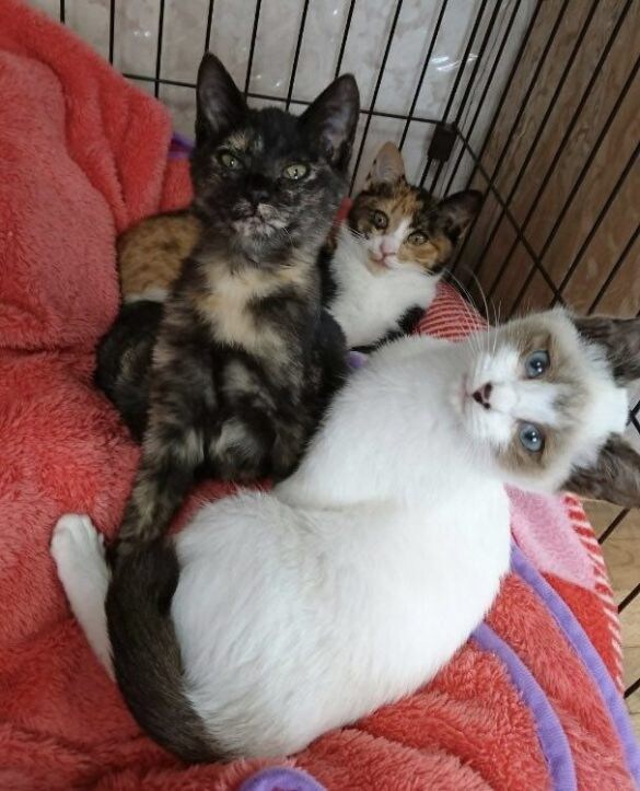  一緒に保護された姉妹猫たちと