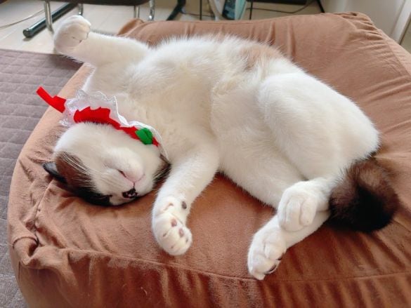 寝ているぽんちゃん