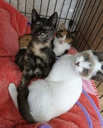 車でひき逃げされ腹膜が破裂していたシャム猫→家猫ライフを満喫する現在の姿に感動