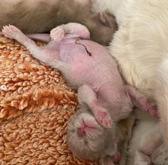  生まれたてホヤホヤの子猫