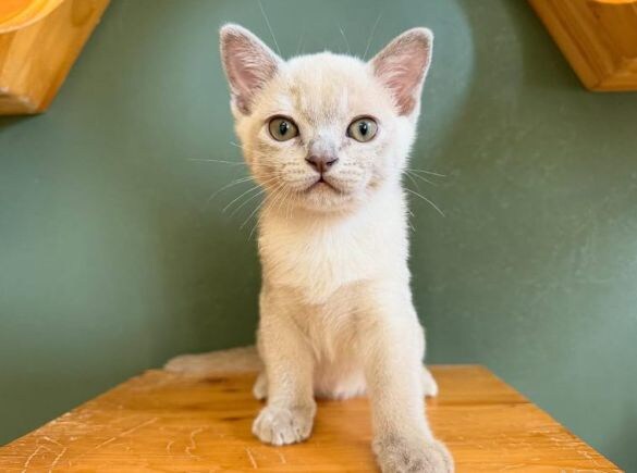 白いバーミーズの赤ちゃん