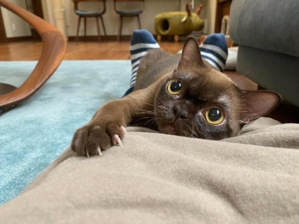 人懐っこいバーミーズ