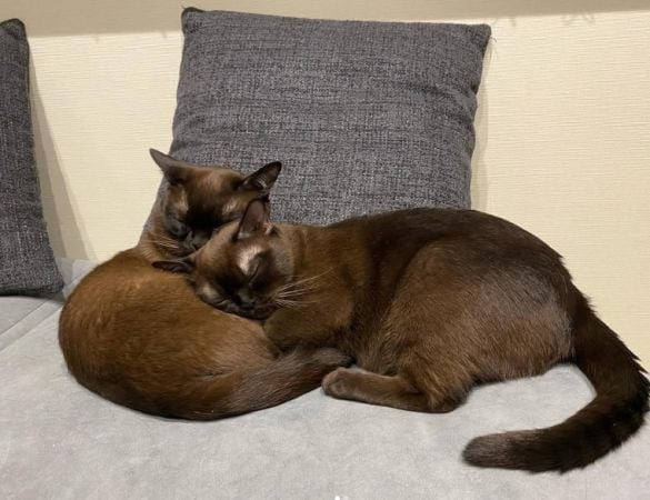 2匹で寝るバーミーズ