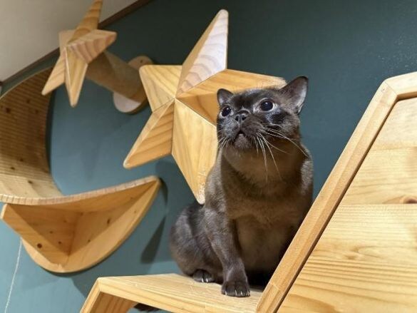 インテリアに座るバーミーズ