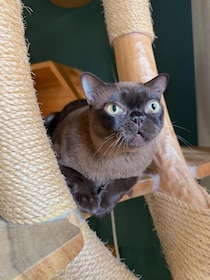 「生計を立てるのは無理がある」“猫の希少種”専門ブリーダーが明かす実情。悪徳ブリーダーへの憤りも