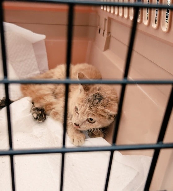 ゲージの中に入っているアンディーくん