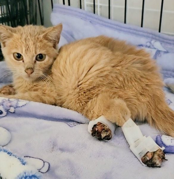  保護時から、排泄は自力でできていた