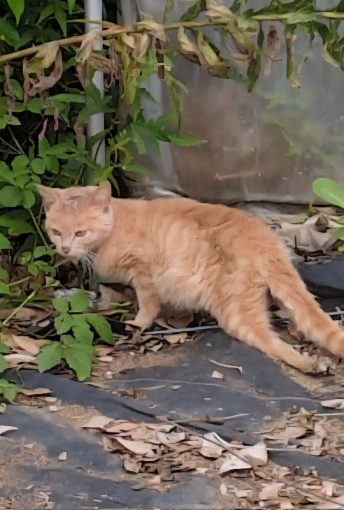 ビニールハウスに現れる大怪我を負った子猫を保護→あったかいおうちでスクスク成長する姿が愛おしい