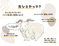 カシミヤ100％、カシミヤタッチ…何が違う？ 意外と知らない“カシミヤ表示”の真実と、“損しない選び方”