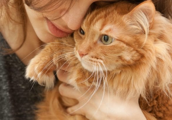 茶トラ猫と女性