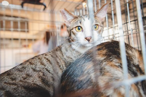 「高齢者はペットを飼ってはいけないのか」殺処分40万頭の矛盾から獣医師が考えた“万が一の仕組み”とは