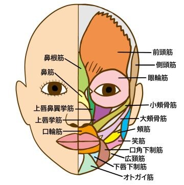 眉毛