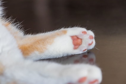  写真はイメージです（以下同じ）