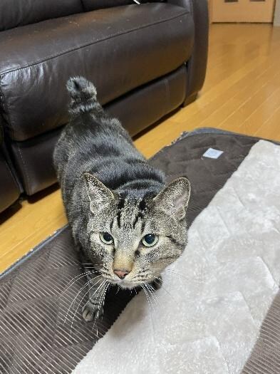 リュウくん　リビングにいた