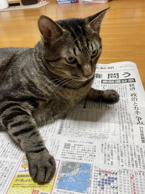 リュウくん　実力行使で新聞を読むのを妨害
