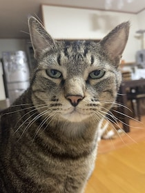 「圧が…」朝ごはんを待つキジトラ猫の“冷めた視線”がジワる！表情豊かなリュウくんが可愛すぎる