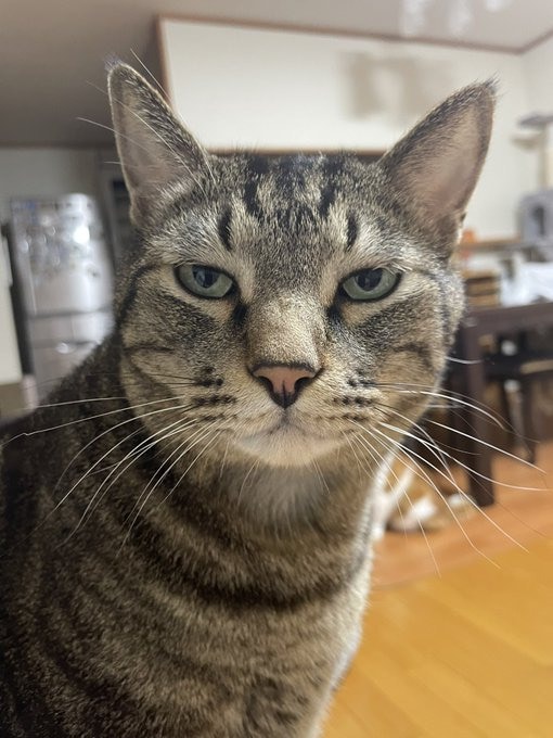 「圧が…」朝ごはんを待つキジトラ猫の“冷めた視線”がジワる!表情豊かなリュウくんが可愛すぎる