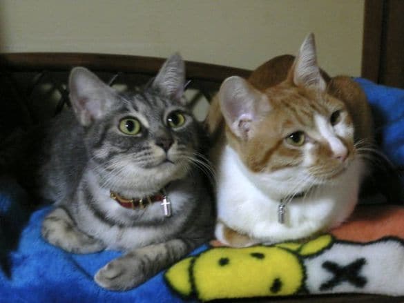 うららちゃんと先住猫のたまくん（右）