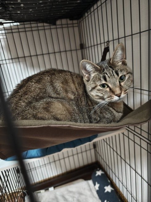  キジトラの「めい」ちゃん