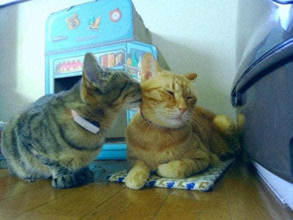 まるくんとめいちゃん