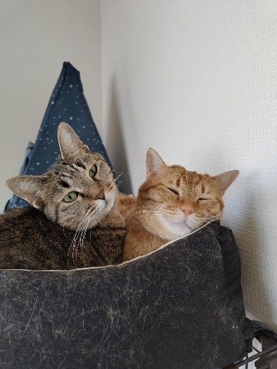 まるくんとめいちゃん　2匹でくつろぐ