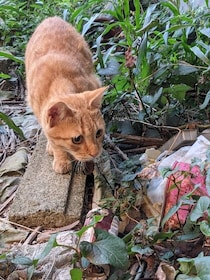 実家の庭に住み着いた茶トラ猫→数年後の“別猫のような姿“に驚き！「小学生男子のような性格で…」