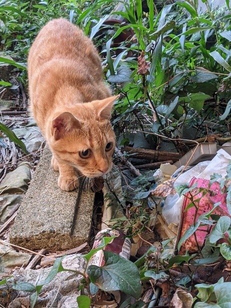 実家の庭に住み着いた茶トラ猫→数年後の“別猫のような姿“に驚き！「小学生男子のような性格で…」