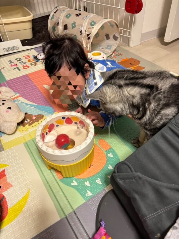  ボールが転がり落ちるオモチャに夢中な息子と猫（赤ちゃんのオモチャって猫のオモチャに似てますね）