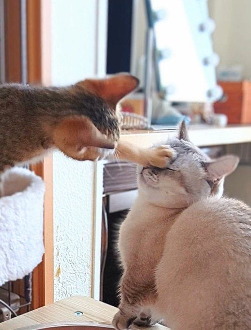  先住猫のまるちゃん（右）にKO勝ちすることも