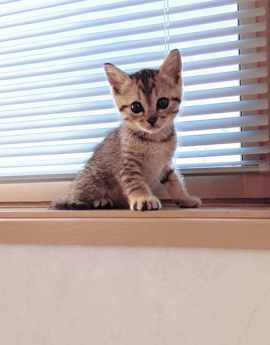 窓際に座っているぴっぴくん