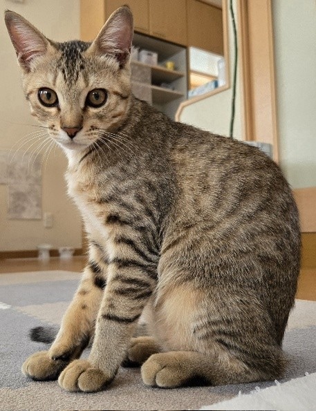  生後1か月ほどの頃に保護した、愛猫ぴっぴくん