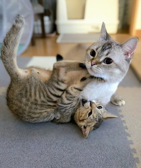 2匹でじゃれあっている写真