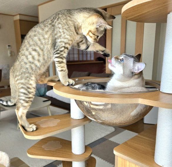  遊ぼうよとおねだりする、ぴっぴくん