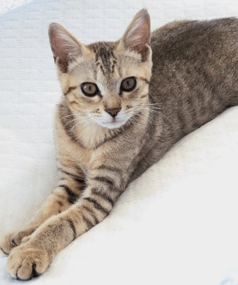 ぴっぴくんが上を見ながら座っている写真