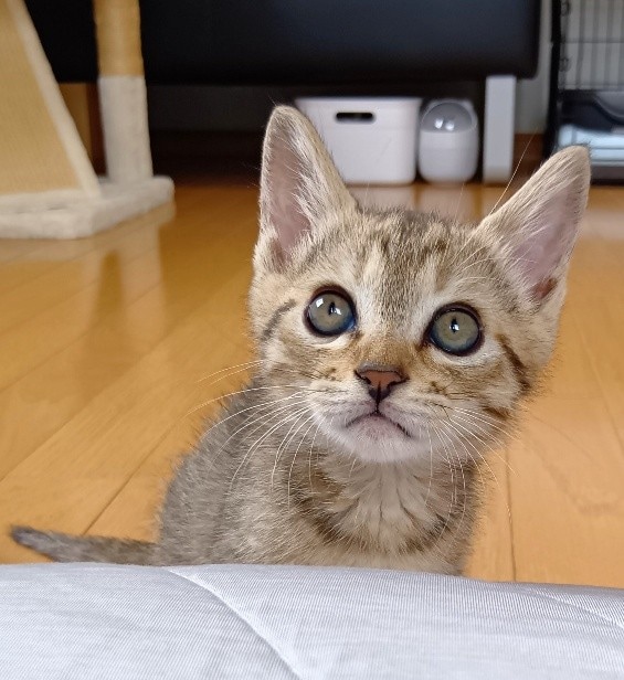 見つめるぴっぴくん