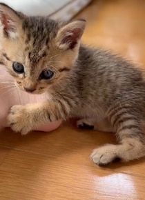 職場の駐車場に現れた赤ちゃん猫→数ヶ月後、たくましく成長した姿が愛くるしい「ヤンチャな弟キャラに」