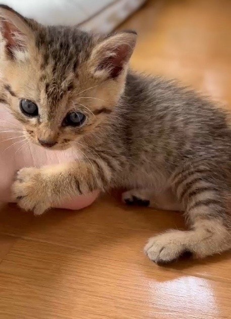 職場の駐車場に現れた赤ちゃん猫→数ヶ月後、たくましく成長した姿が愛くるしい「ヤンチャな弟キャラに」