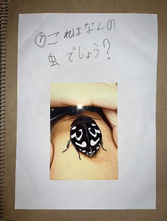  小1の夏休みの自由研究のテーマは「ゴキブリ」