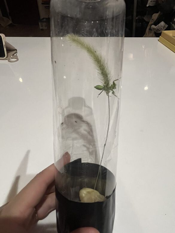  ペットボトルに入り込んだコバエをカマキリが食べる