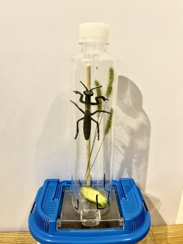  1号機にカマキリのフィギュアを入れ、構造を再現した画像