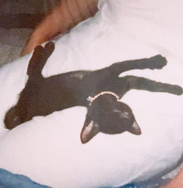  難しい言葉も理解してくれていたように感じたという