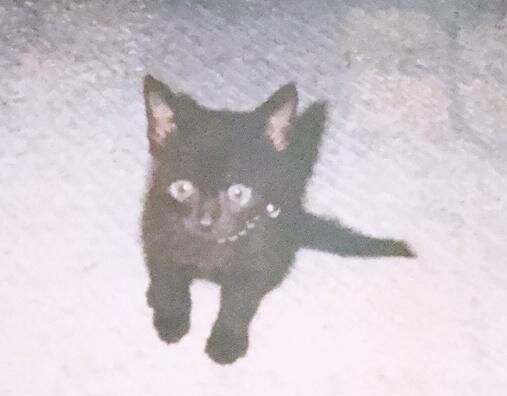  あどけない子猫時代