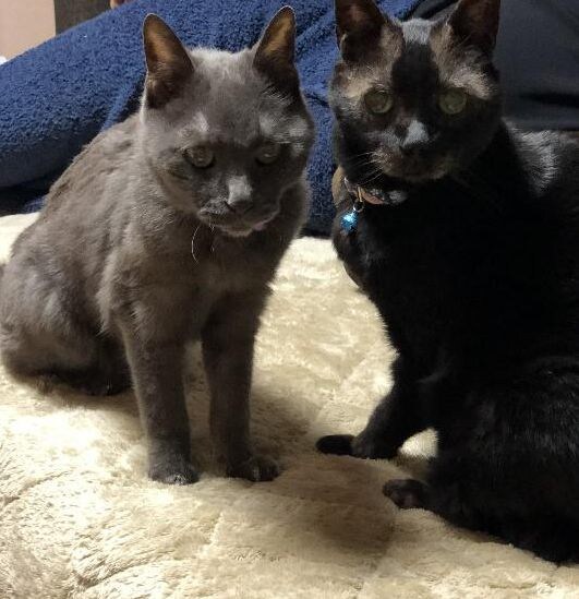 新入り猫とブルーくん
